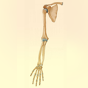 Osteology of Upper Limb